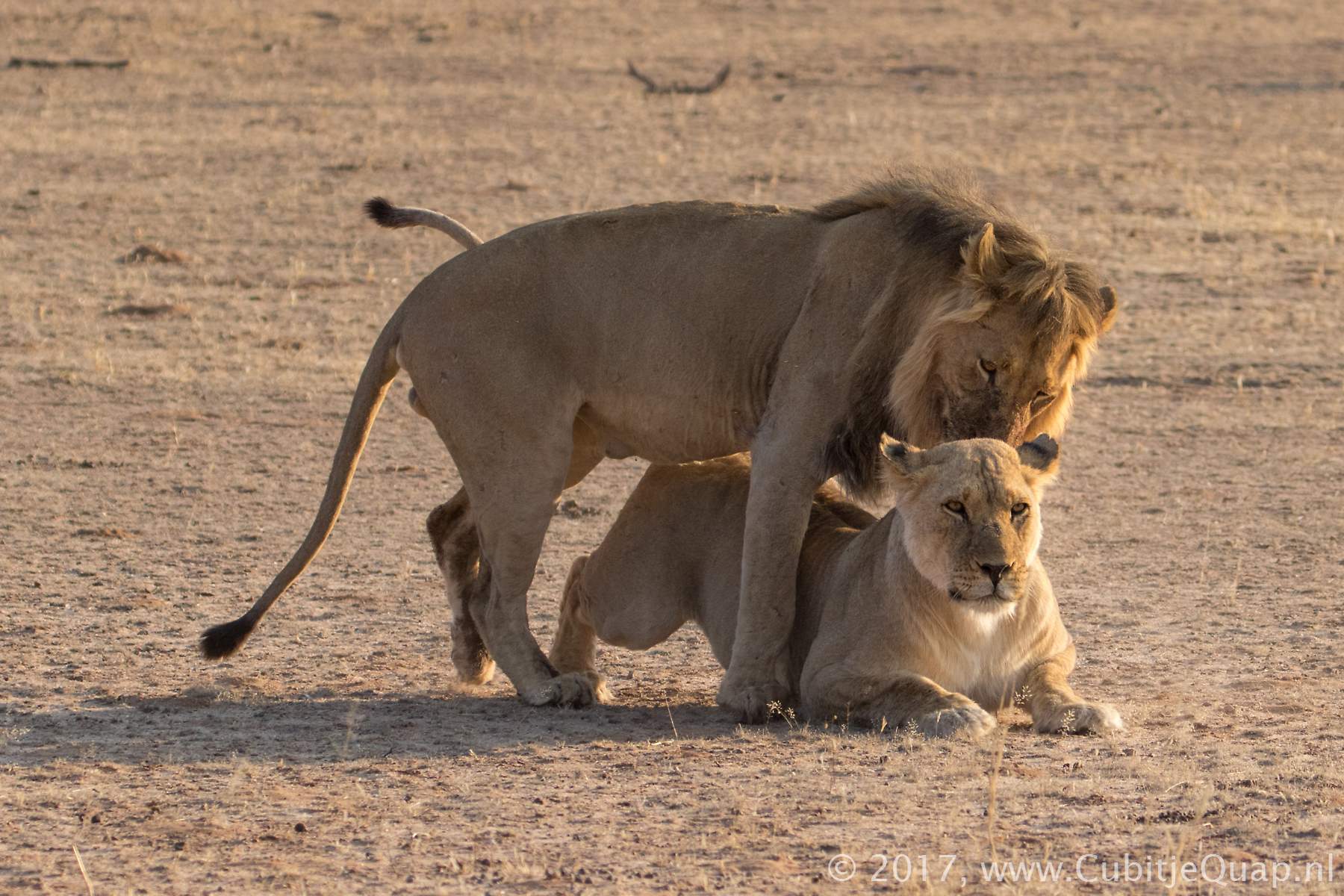 Flora and Fauna (Specials) > Fauna Observations > Lion mating