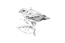 20220701_000000_0249-3-Euryaimidae.png